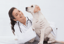 Outubro Rosa Pet: o carinho na barriga pode ajudar a perceber um tumor em cães e gatos