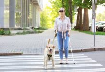 Pessoa com deficiência pode viajar com cão-guia em táxi? Em Curitiba, projeto de lei quer garantir o direito