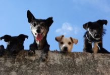 Comissão de Meio Ambiente (CMA) aprova aumento de pena para crime de maus-tratos a animais