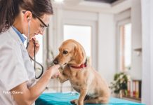 Nova lei torna crime o exercício ilegal da medicina veterinária