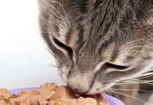 O que é mix feeding e por que ele é tão indicado para gatos?