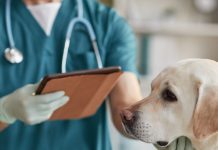 Expectativa positiva para 2026: um novo ciclo de avanços para o setor de saúde animal