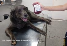 Projeto cria regras para doação e transfusão de sangue em cães e gatos