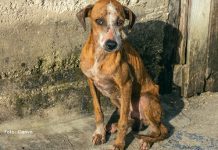 Projeto aumenta pena por maus-tratos contra cães e gatos