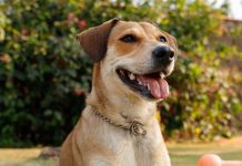 Por que cães grandes vivem menos? Cientistas encontram uma pista no DNA