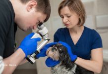Junho Violeta: Prevenção de Doenças Oculares nos Animais