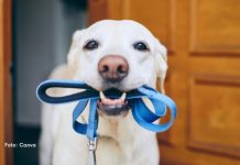 Passear não é só fazer xixi: entenda por que deixar o cachorro cheirar pode transformar a caminhada