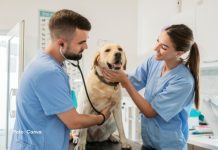 Caixa de assistência para veterinários e zootecnistas vai à Câmara