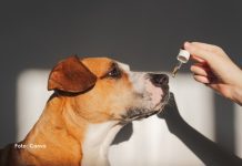 Imunidade dos cães: entenda como fortalecer a saúde do seu pet e prevenir doenças