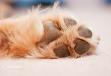 Projeto torna crime o uso de animais no tráfico de drogas