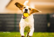 12 passos para adaptar o cão à rotina do hotelzinho sem estresse