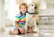 Adoção de cães adultos: amor sem idade e com cuidados especiais