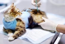 Doença renal em gatos: Nova injeção pode salvar milhões de gatos com a doença