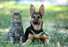 Quase metade dos tutores brasileiros tem pets adotados, aponta pesquisa