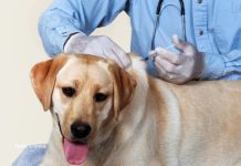 Raiva segue no radar: casos em animais reforçam importância de manter cães e gatos vacinados
