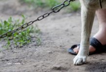 Nova lei reforça proteção animal e proíbe uso de correntes em São José dos Pinhais
