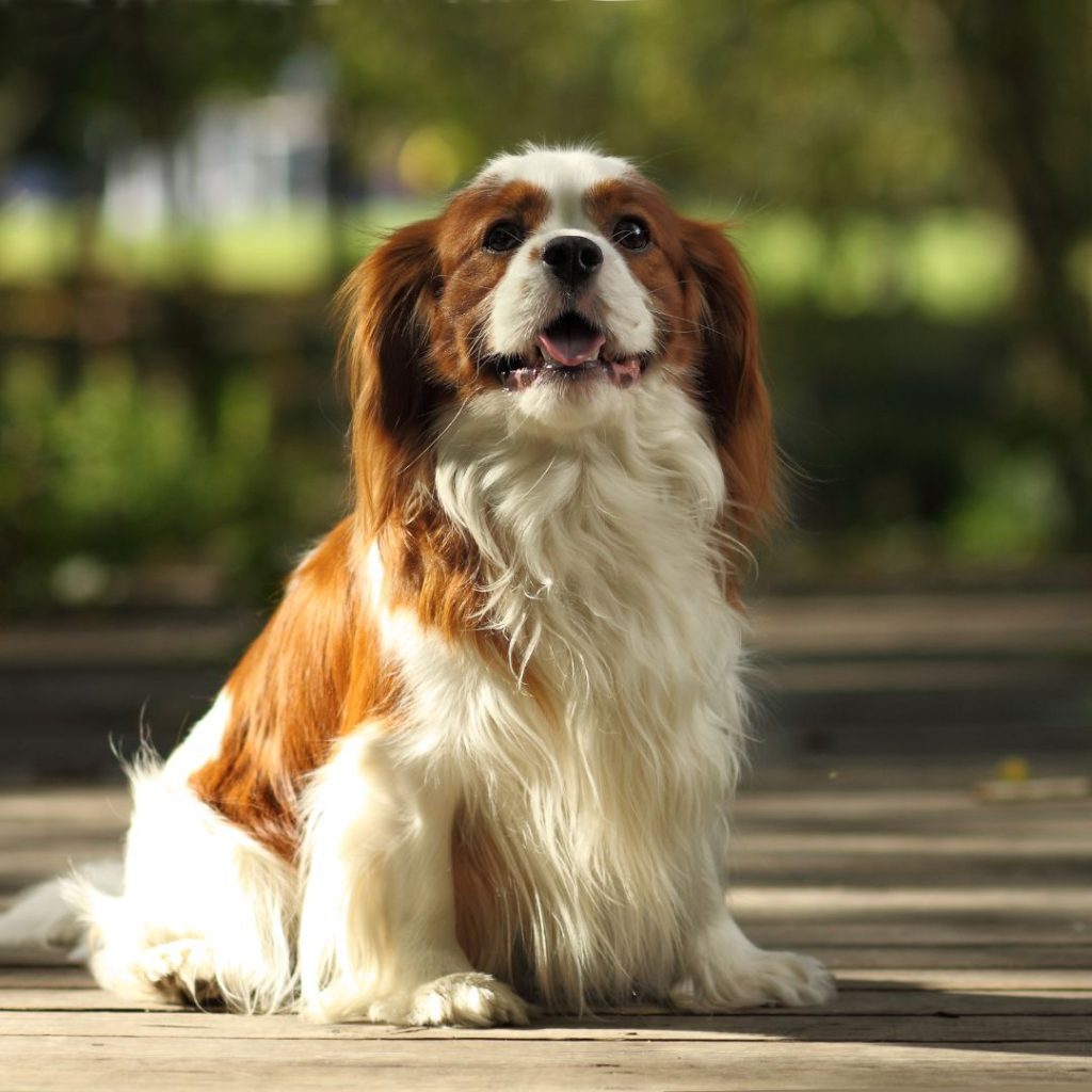 ARTES SITE Cavalier King Charles Spaniel