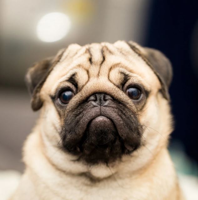 pug 1