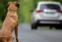 Câmara aprova suspensão da carteira de motorista de quem abandona animal na rua