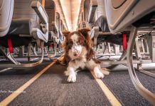 Pets nas alturas: mais de 47 mil cães e gatos viajaram de avião em apenas oito meses
