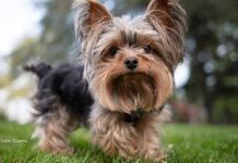 Guia de Raças: Yorkshire Terrier; Saiba Tudo Sobre a Raça