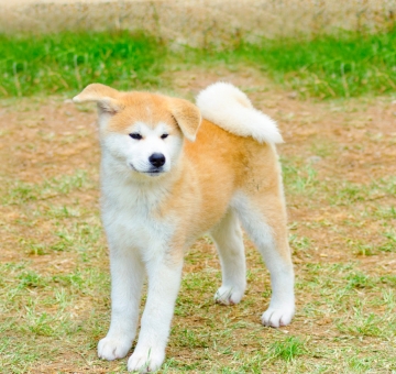 Akita Inu