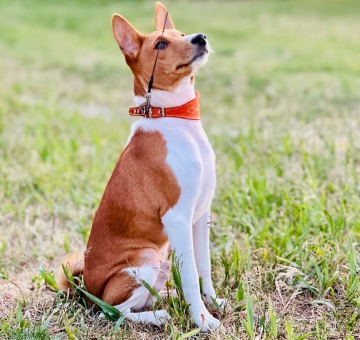 Basenji