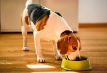 Melhor horário para dar ração para o cachorro: existe um momento ideal?