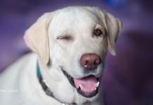 15 curiosidades sobre cachorros que você precisa descobrir!