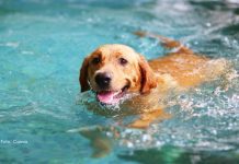 Como escolher o esporte ideal para praticar com seu cachorro?