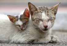Curitiba oferece atendimento gratuito para gatos com suspeita de esporotricose