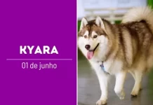 Celebrando o AUniversário de Kyara: Uma História de AUmor em Quatro Patas