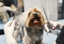 Mercado pet impulsiona setor de serviços e abre novas oportunidades de trabalho no Paraná