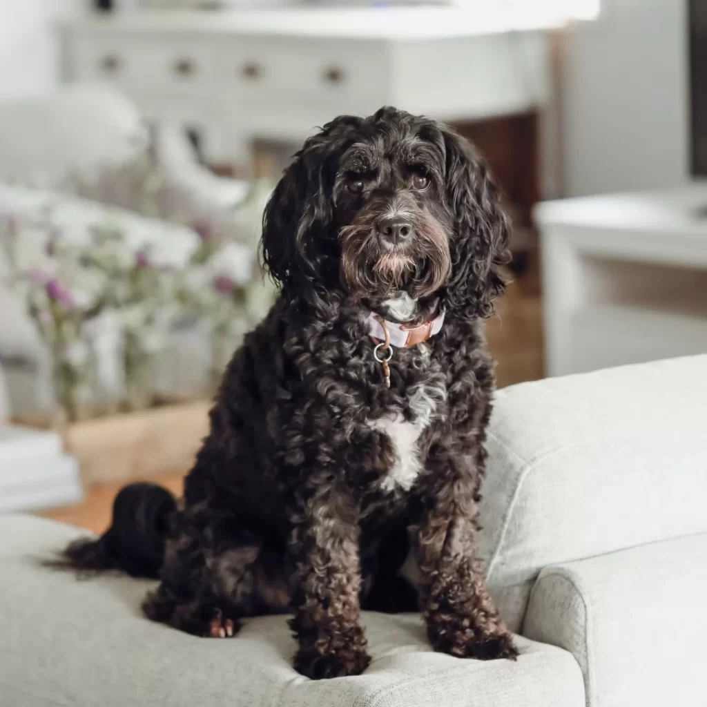 Guia de Raças: Cavoodle; Tudo sobre a raça mais querida das famílias modernas 5 2