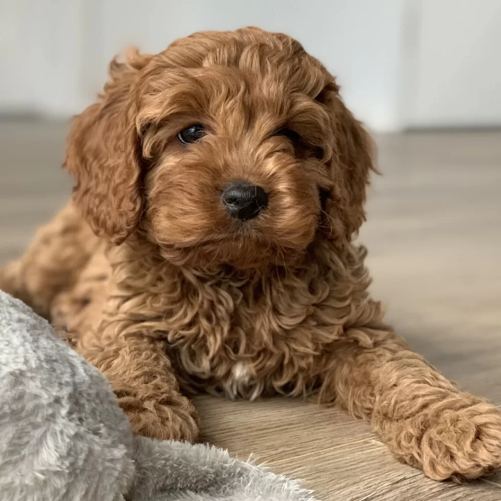 Guia de Raças: Cavoodle; Tudo sobre a raça mais querida das famílias modernas 4 3
