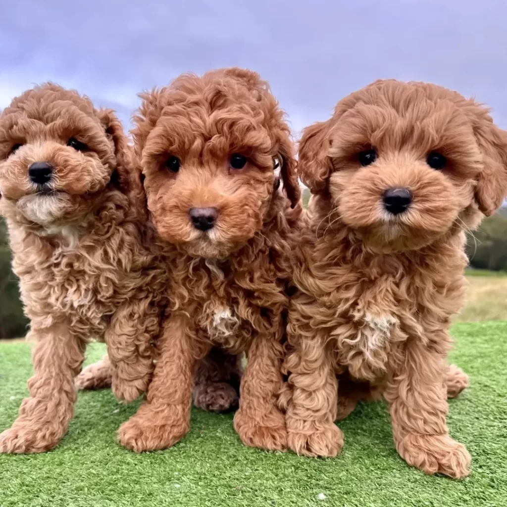 Guia de Raças: Cavoodle; Tudo sobre a raça mais querida das famílias modernas 2 4