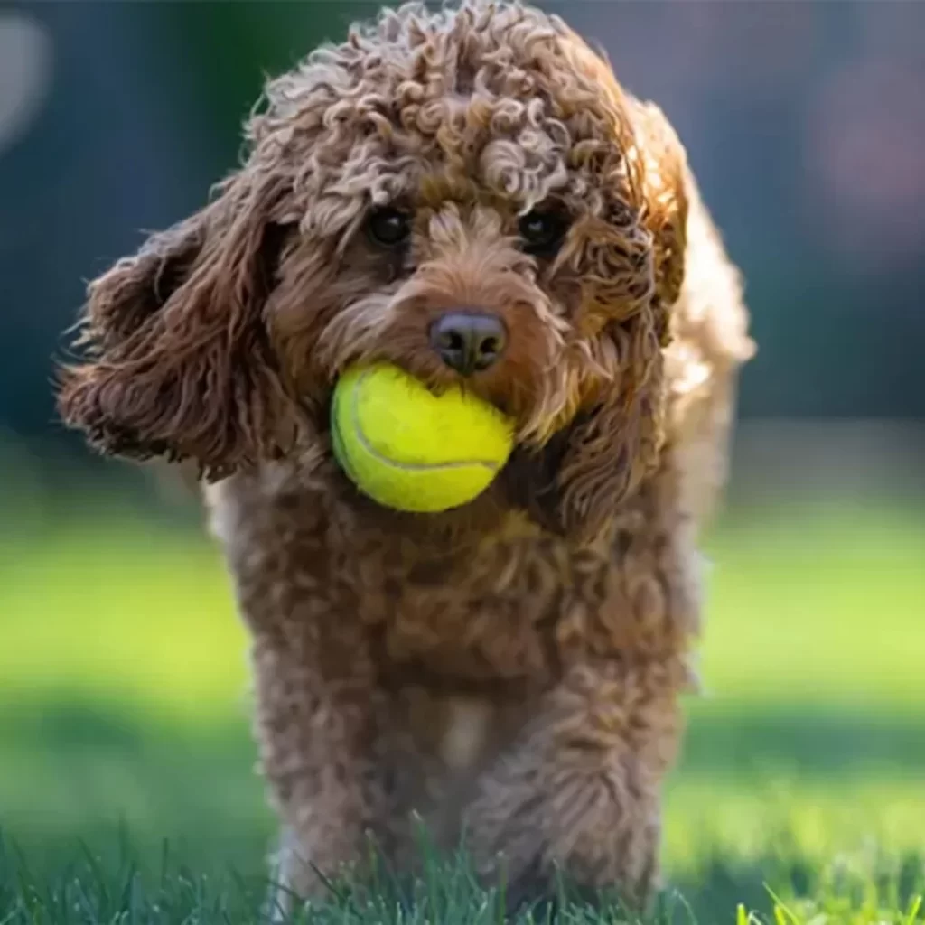 Guia de Raças: Cavoodle; Tudo sobre a raça mais querida das famílias modernas 1 5