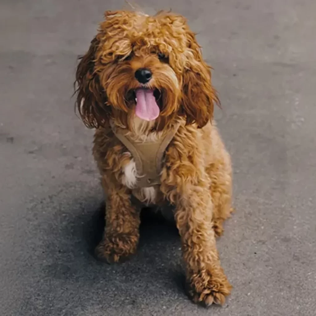 Guia de Raças: Cavoodle; Tudo sobre a raça mais querida das famílias modernas 6 6