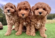 Guia de Raças: Cavoodle; Tudo sobre a raça mais querida das famílias modernas
