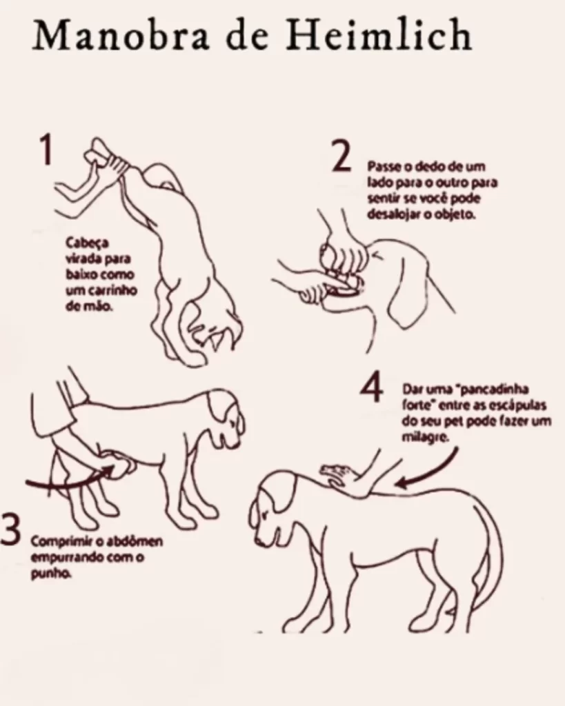 Cachorro engasgado: O que fazer? 1 Manobra de Heimlich para caes