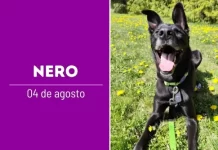 ParAUbéns AUmigo Nero: Uma História de AUmor, Resiliência e AUconchego em FAUmília