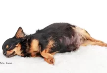 Principais causas de perdas de gestação em cadelas: Entenda e previna