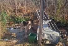 PCPR resgata 11 cachorros vítimas de maus-tratos em Piraí do Sul