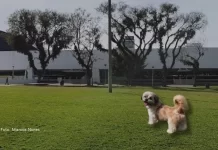 Guia de Parcão: Conheça o ParCão do Museu Oscar Niemeyer (MON) em Curitiba