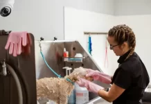 Pet shops que tiverem câmeras de monitoramento vão receber o selo Pet Seguro