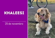 Khaleesi: Três anos de AUmor, luz e histórias que transformam vidas