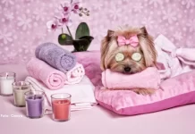 Mercado pet se transforma no Brasil: 7 tendências mostram como mudou a forma de cuidar dos animais