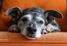 Seu pet está envelhecendo? Tudo o que você precisa saber