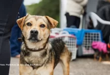 São José dos Pinhais é contemplado com Vet-Móvel, programa itinerante que atenderá gratuitamente cães e gatos