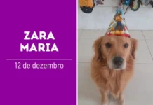 ParAUbéns Zara Maria: A golden que transformou dor em AUmor